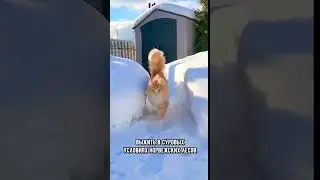 Самые пушистые породы котиков 
