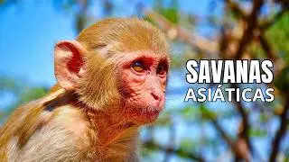 ASIAN SAVANNAMS | The Wildlife of India and Bhutan - Documentary
