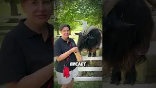Эти ФЕРОМОНЫ привлекают ВСЕХ самок💦