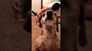 This Dog has Main Character Energy 🤣