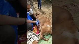 C-Section in Cow#operated #veterinary #emergency #veterinarian#cesarean section
