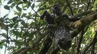 Margay: Smallest wildcat with monkey locomotion superpowers #documentary #science