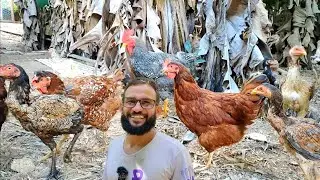 CRIAÇÃO DE GALINHAS QUE DA GOSTO DE VER