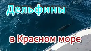 Египет,  как мы наблюдали за дельфинами на морской прогулке!)