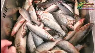 I salt and dry fresh chebak, roach, roach, dry salting, Tasty and SAFE 100%
