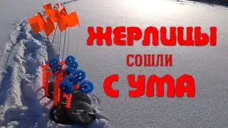 ЖЕРЛИЦЫ СОШЛИ С УМА!!! БЕШЕНЫЕ ПОКЛЁВКИ В ПРЯМОМ ЭФИРЕ 