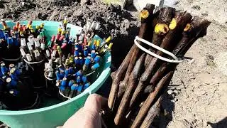 Укоренение черенков винограда. Самый дешёвый и простой метод.