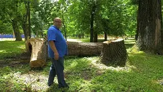 Огромное дерево упало на ребенка во Владикавказе