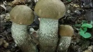 Грибы в лесу-Подберезовик Твердоватый!-Leccinum duriusculum