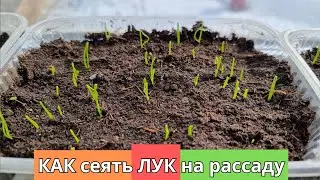 Рассада ЛУКА - Секреты посева и крепкой рассады