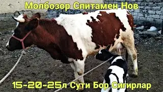 Молбозори Спитамен Нов.Новвослар Ва Сигирлар Нархлари.