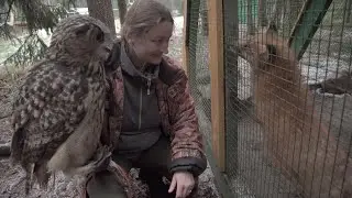 Филин Мегера в гостях у лис, лосят и других. Мандроги, зоопарк реабилитационного центра.