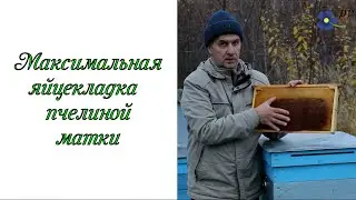 Максимальная яйцекладка пчелиной матки: 8 тысяч - не предел!