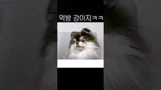 먹방 강아지 ㅋㅋ