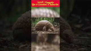 Pangolin / বনরুই