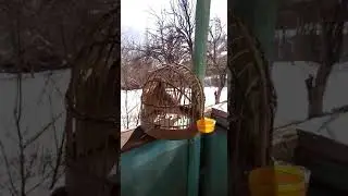 Кобра пилдон