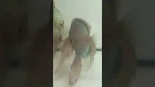 Туркис подросток. Чёрная кайма.