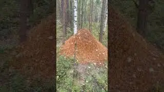 Тайга осенью!