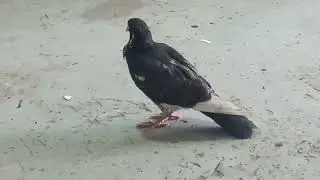 Бугай Алабай. Желторотик