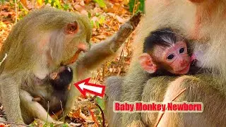 Million Meanings with Cute Baby monkey Newborn so fresh and adorable