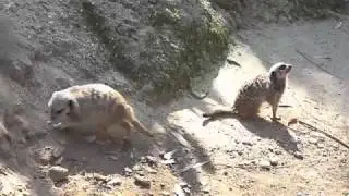 FREE HD STOCK FOOTAGE! Meerkats frolicking at the Los Angeles Zoo.
