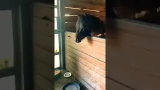 Лошадь 🐎 схватила кошку за хвост