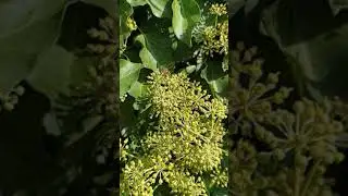 Slow Motion Action - Bee Flying, You Can See Every Move!
