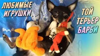 Любимые игрушки у Той-Терьера Барби / AIDA ASKEROVA