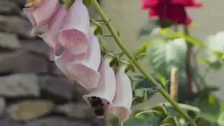 The Art of Seasonal Planting