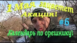 ✅ 1 МАЯ ЗАЦВЕТЕТ АКАЦИЯ...?! Мой УЛЕЙ на 10 рамок! 