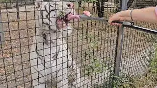 ❤️Белый тигр Раджа получает угощение.