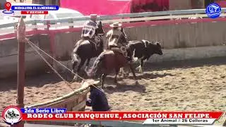 2DA SERIE LIBRE, RODEO CLUB PANQUEHUE, ASOCIACION SAN FELIPE, MEDIALUNA EL ALMENDRAL