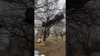 Car mysteriously found hanging on tree in Rostov-on-Don, Russia