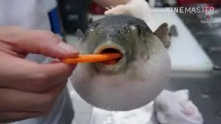 Pufferfish eating 🥕 (coffin dance meme)
