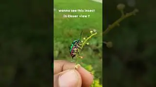 Mobile Macro Photography with Extreme Macro Lens / Insect Photography
