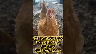 How Chickens Survive in Arizona’s 119F Summers! 🐔🌞 