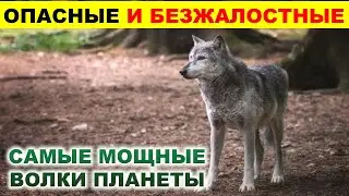 ОНИ БЕСПОЩАДНЫ! САМЫЕ КРУПНЫЕ ВОЛКИ В МИРЕ - ТОП 6. ВОЛК ВАМ НЕ СОБАКА!
