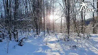 Winter Forest in the Mountains and the Sounds of Nature for Relaxation