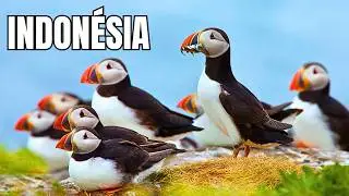 INDONESIA | The Jungle Between Volcanoes - Documentary