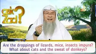 Is Dung, droppings of Lizard, Mice, Insects, Cats impure? What about sweat of Donkey Assim al hakeem