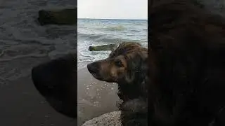 ОДЕССА 2021 год,даже собачки на море!