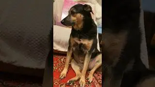 Счастья в ваши дома🙏🕊️ 