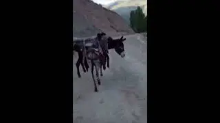 Осел Эвакуатор! )))