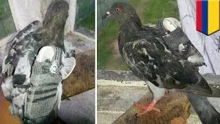 Un pigeon fait entrer un mobile et une clé USB de contrebande en prison