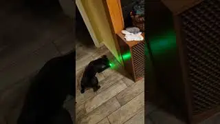 my dog thinks she is a cat