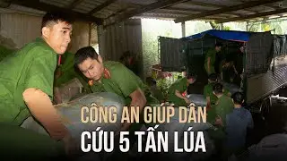Sau bão Trà Mi: Trở tay không kịp đành mất heo, ướt lúa