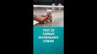 Топ 10 самых маленьких собак 