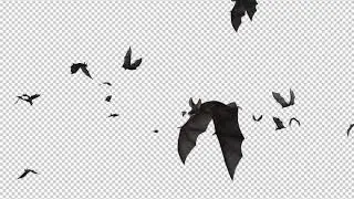 Bats - Swarm Flying Around - Loop - 4K