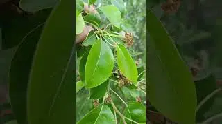 🌳КАК ЗАВЯЗАЛАСЬ ГРУША?    