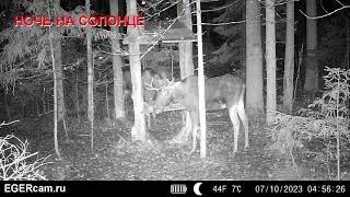 Лоси. Ночь на солонце. Фото и видео с фотоловушки Егерькам